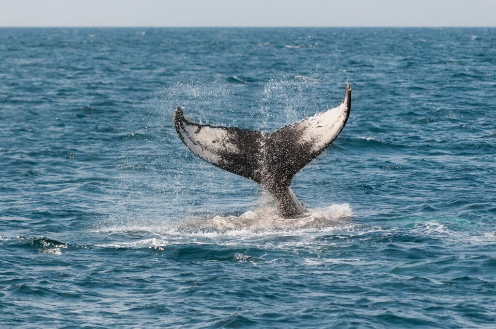 whale, ocean, cetacean-630256.jpg